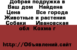 Добрая подружка,в Ваш дом!!!Найдена › Цена ­ 10 - Все города Животные и растения » Собаки   . Ивановская обл.,Кохма г.